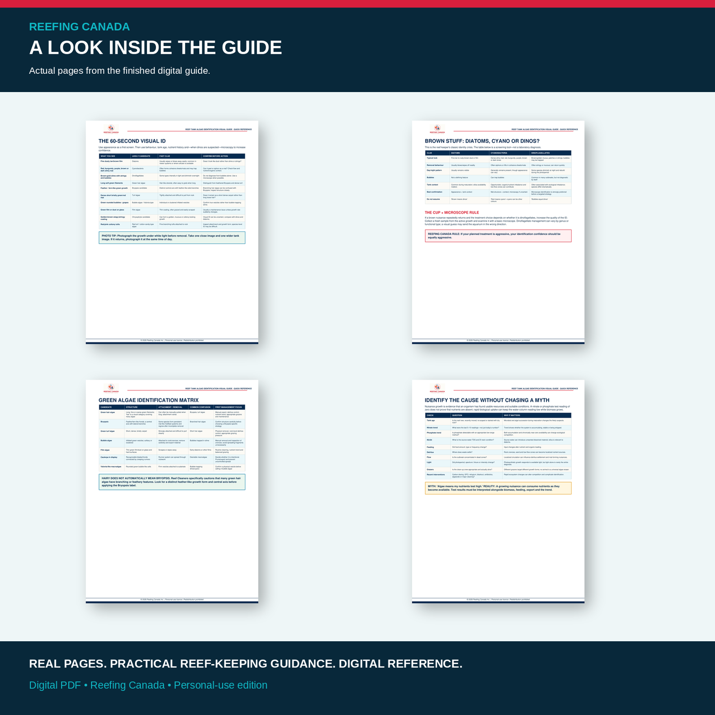 Reef Tank Algae Identification Visual Guide | Digital PDF