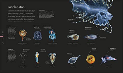 Oceanology: Secrets of the Sea