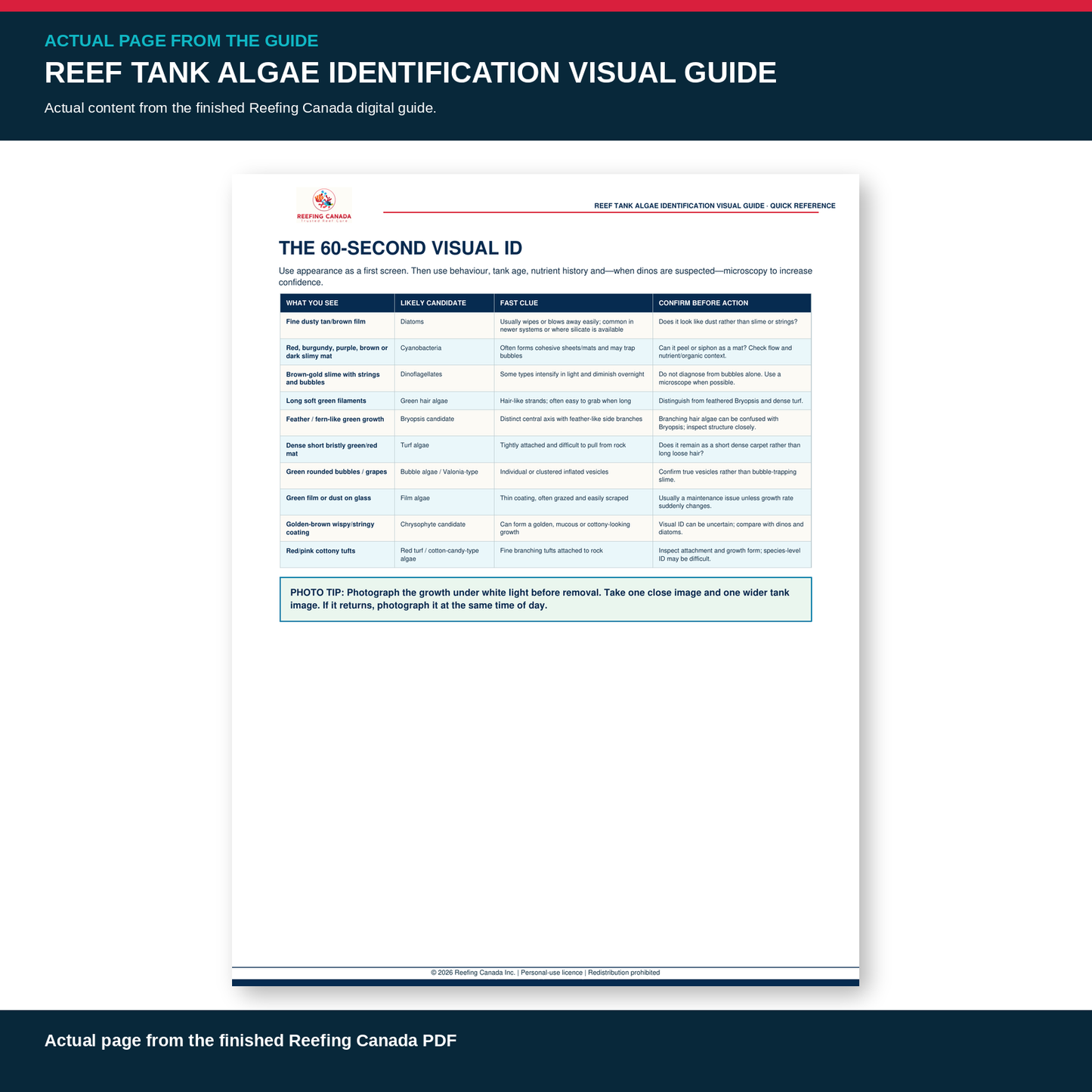 Reef Tank Algae Identification Visual Guide | Digital PDF