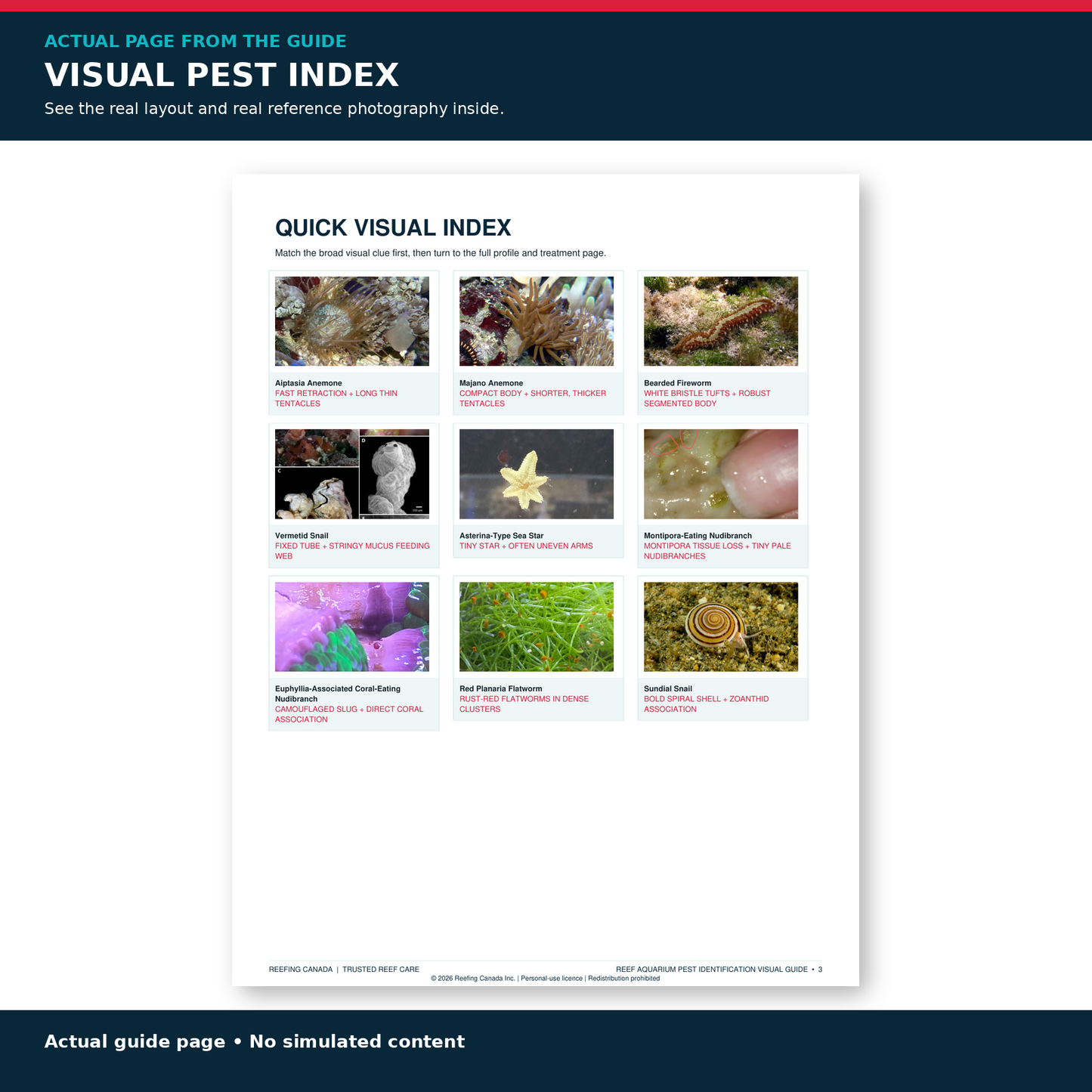 Reef Aquarium Pest Identification Visual Guide | Digital PDF