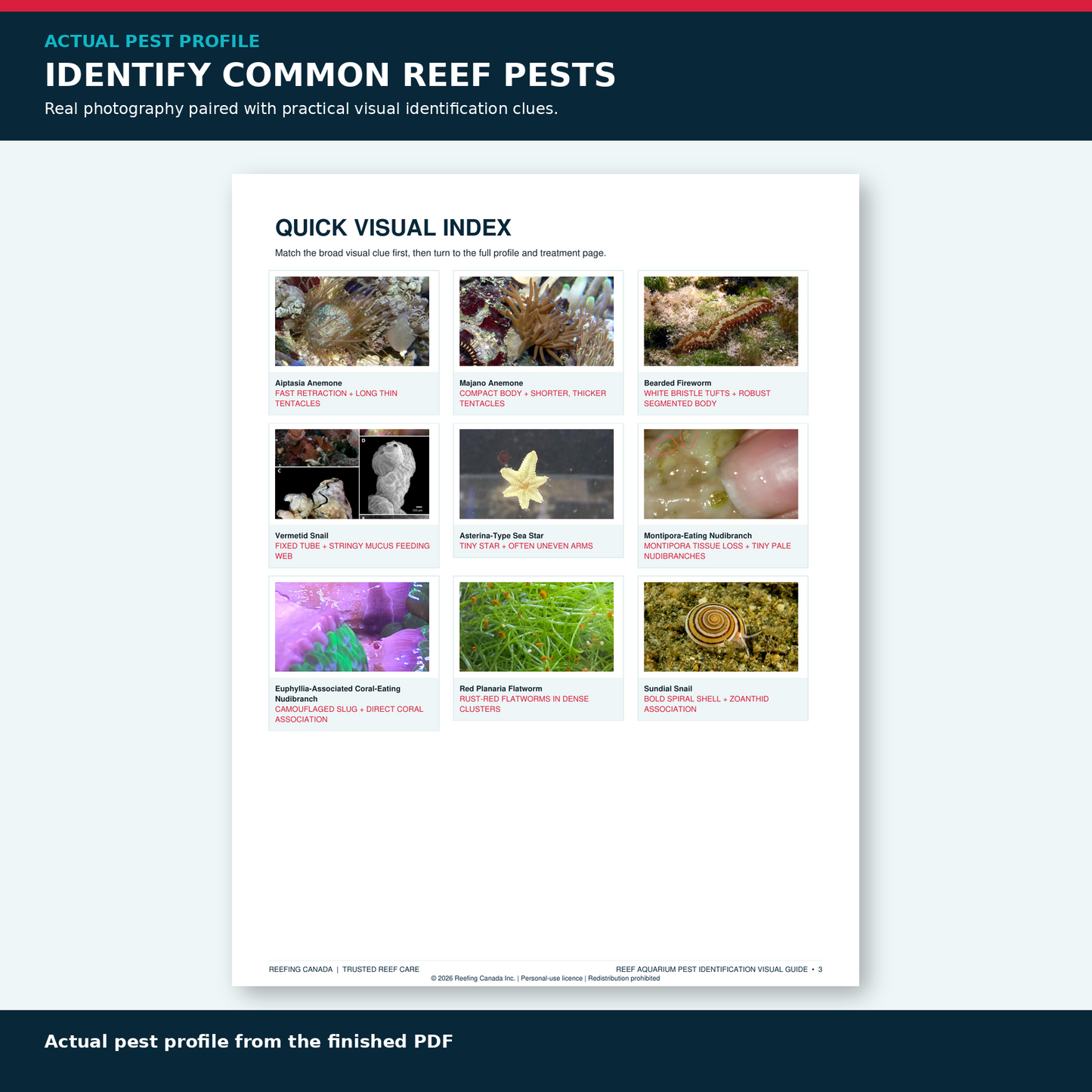 Reef Aquarium Pest Identification Visual Guide | Digital PDF