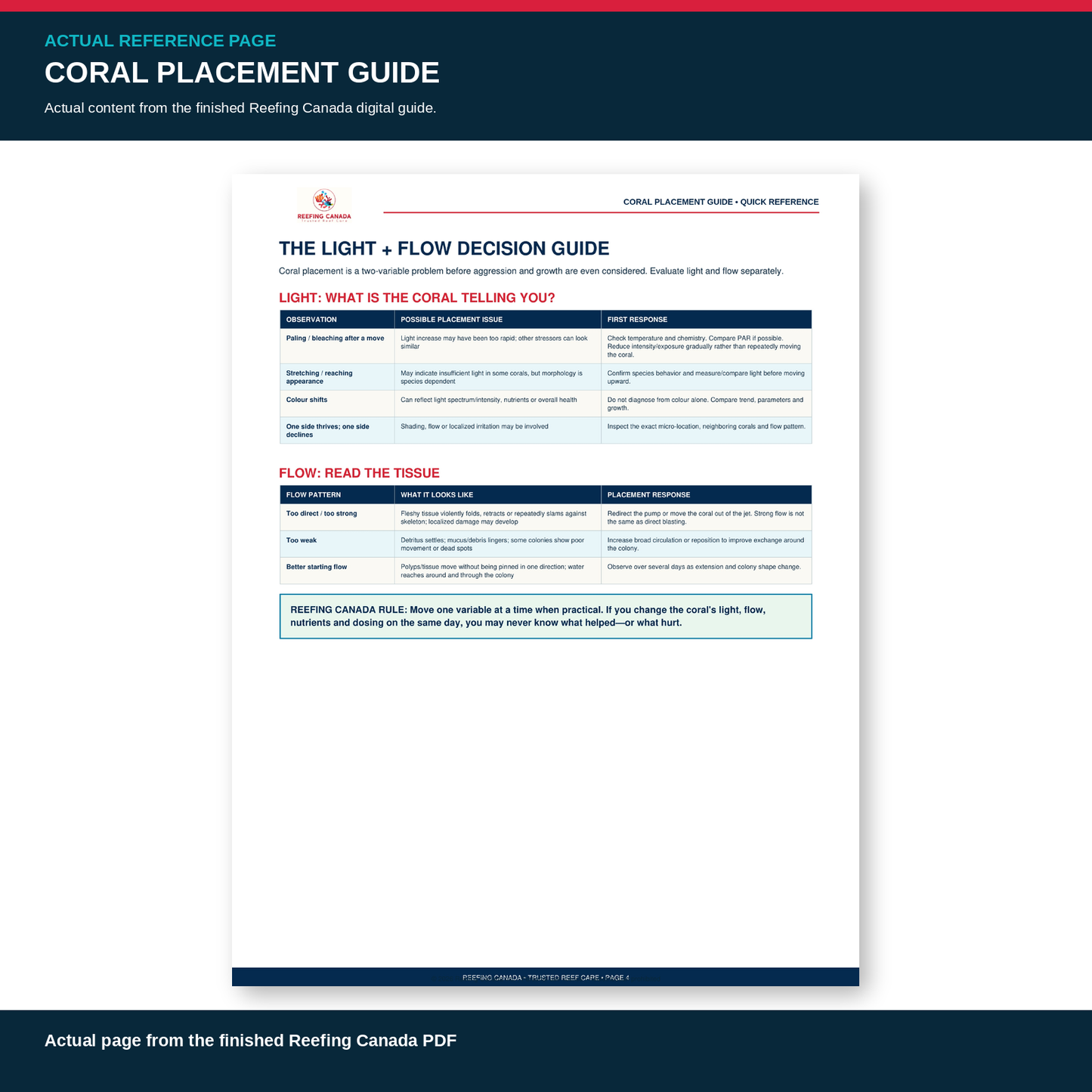Reef Tank Coral Placement Guide | Digital PDF