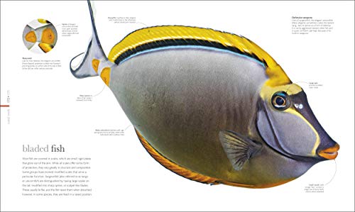 Oceanology: Secrets of the Sea