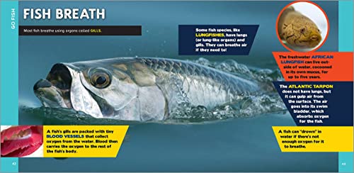 The Fascinating Ocean Book for Kids