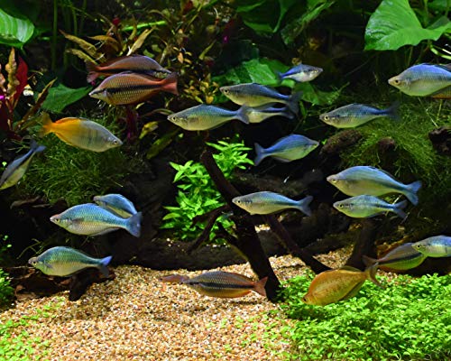 Seachem 1242 Pristine Aquarium Treatment