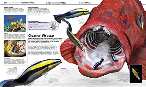 Knowledge Encyclopedia Ocean!