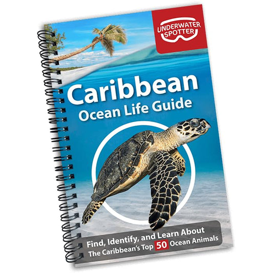 Caribbean Ocean Life Guide
