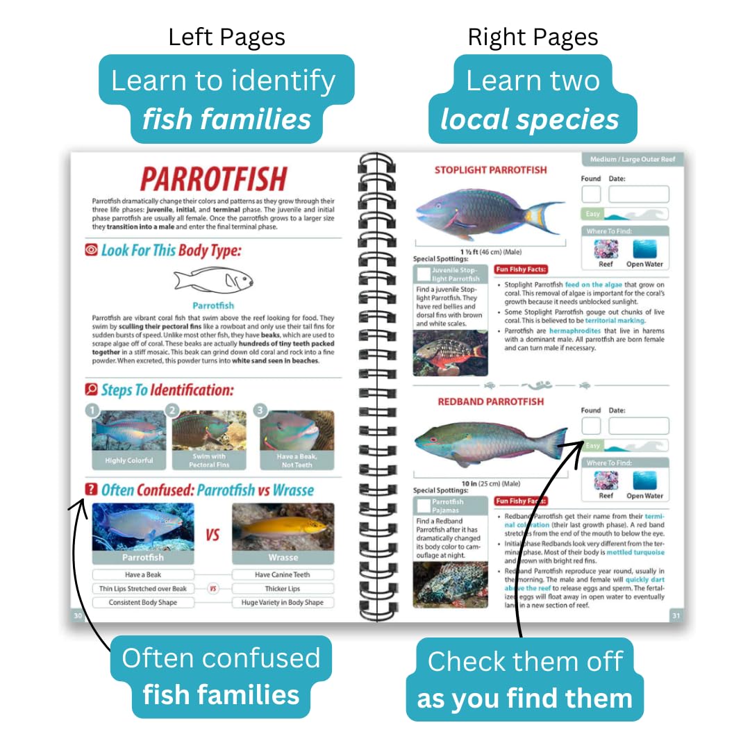 Caribbean Ocean Life Guide