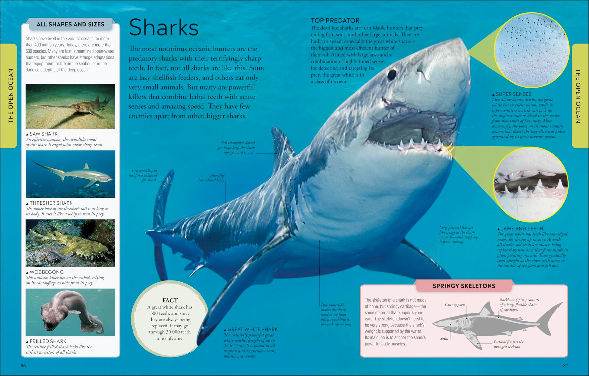Ocean: A Visual Encyclopedia