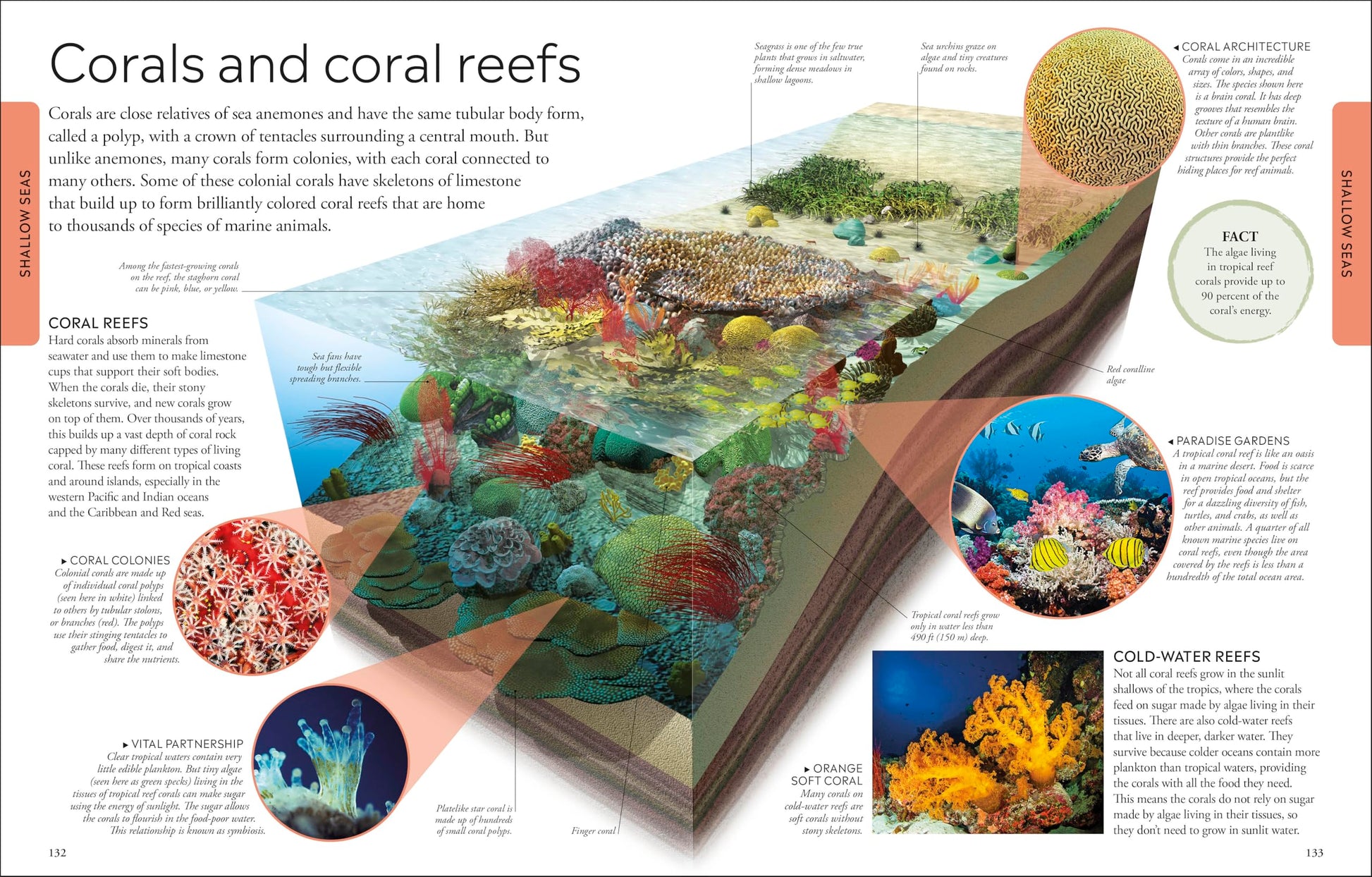 Ocean: A Visual Encyclopedia