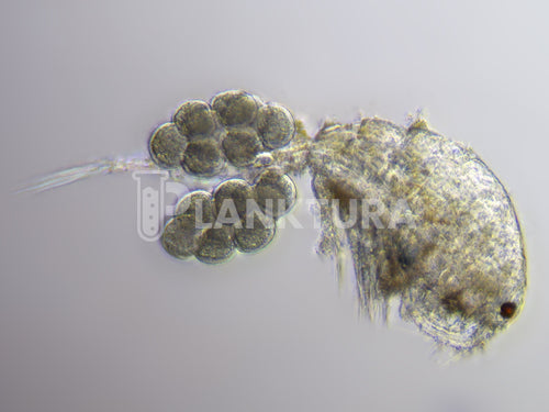 Apocyclops Live Copepods - Reef Pulse