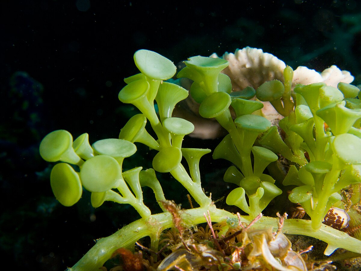 caulera racemosa - macroalgue.