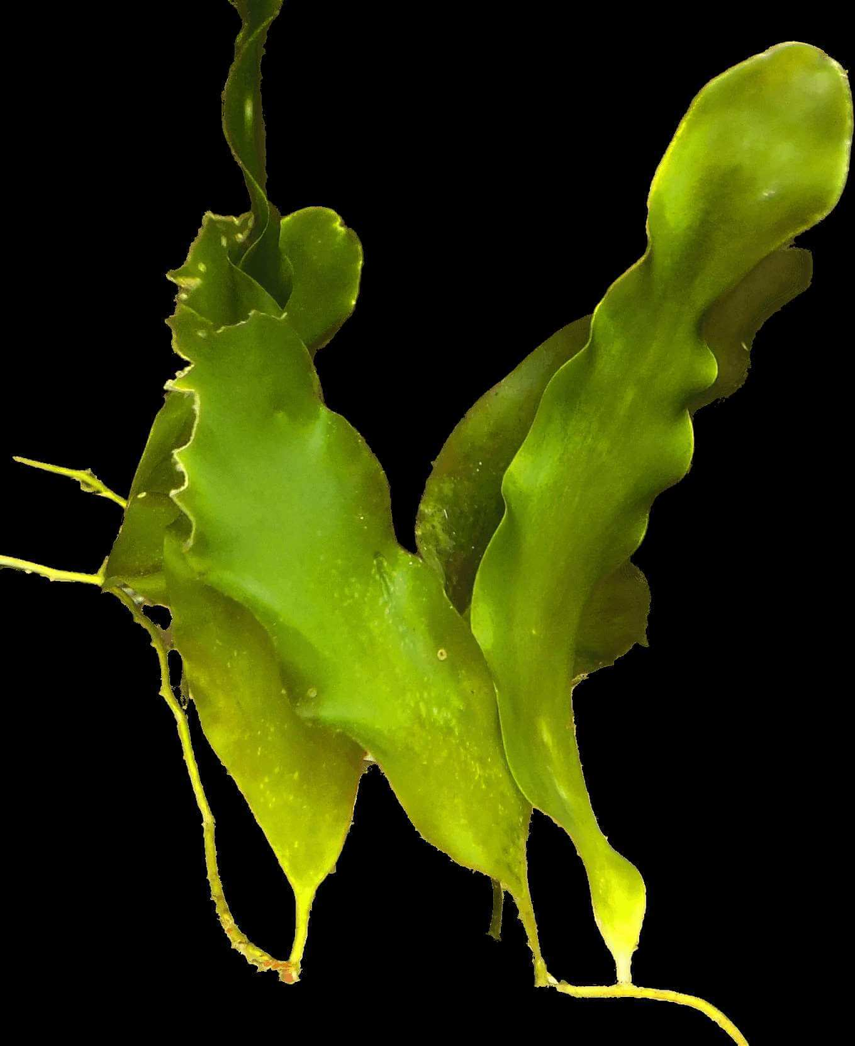 Caulerpa Prolifera