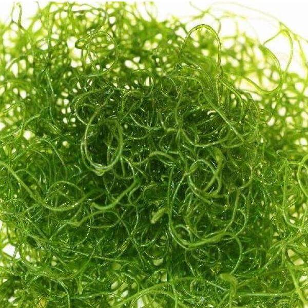 Chaetomorpha